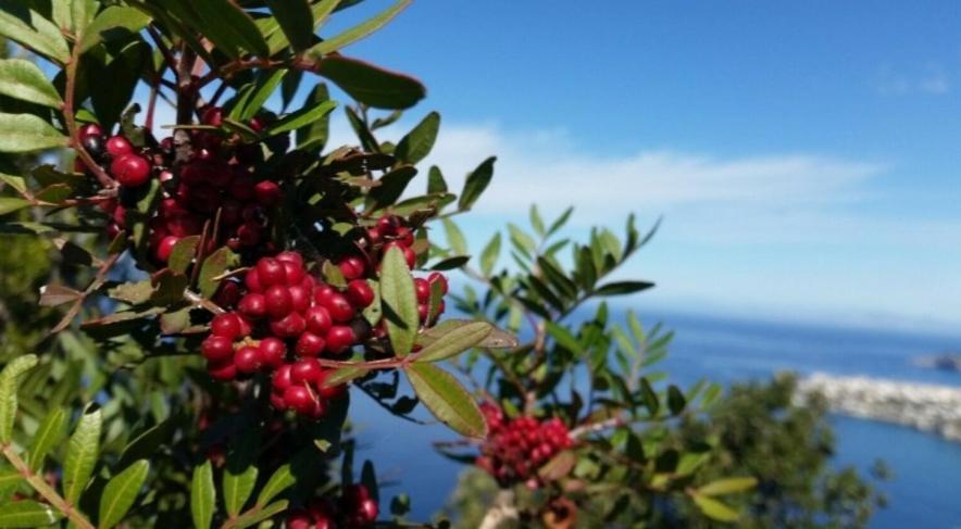 Il Vecchio Lentisco Apartment Alghero Bagian luar foto